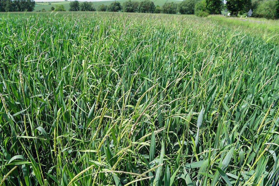 Weizenbestand mit Ackerfuchsschwanz