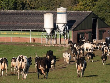 DLG-Spitzenbetriebe. Erstmalig mehr als 11.000 kg Milch
