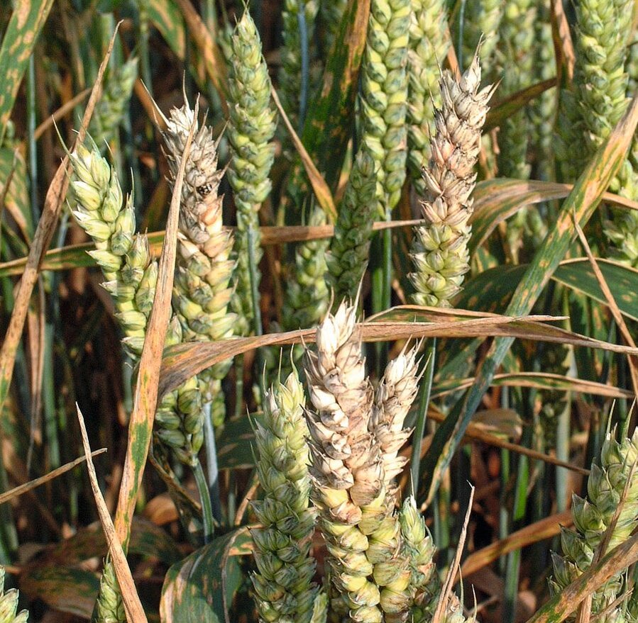 Mit Fusarium befallene Ähren, Winterweizen