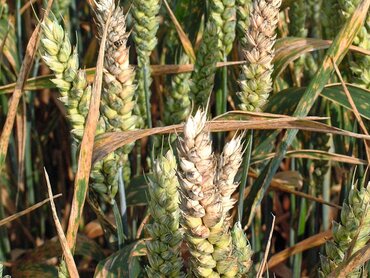 Mit Fusarium befallene Ähren, Winterweizen