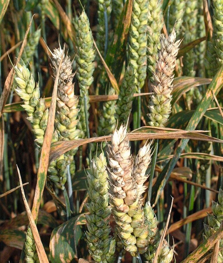 Mit Fusarium befallene Ähren, Winterweizen