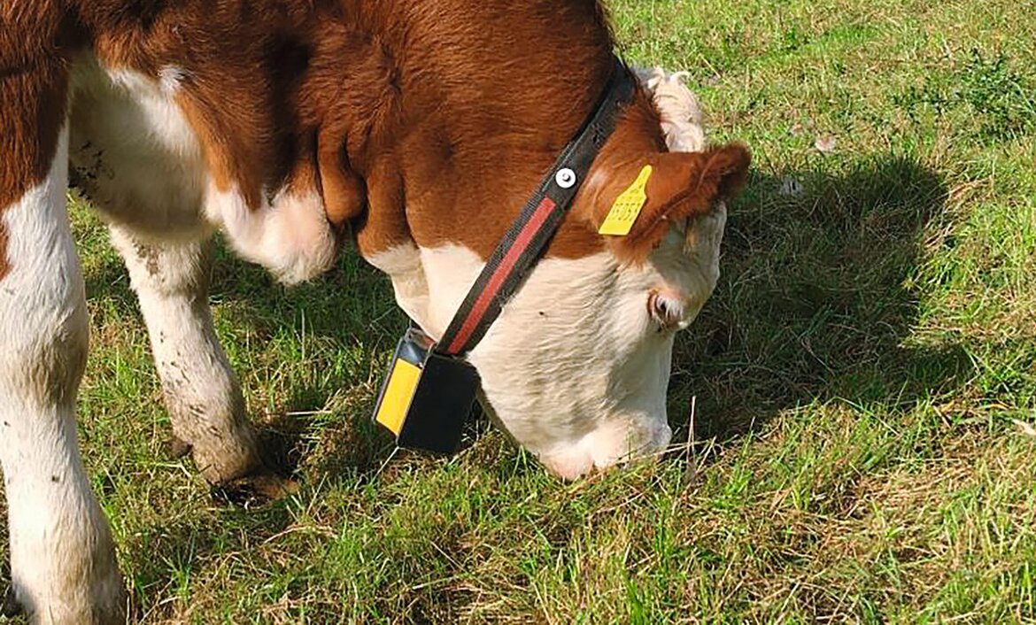 Kuh mit Halsband frisst auf Weide