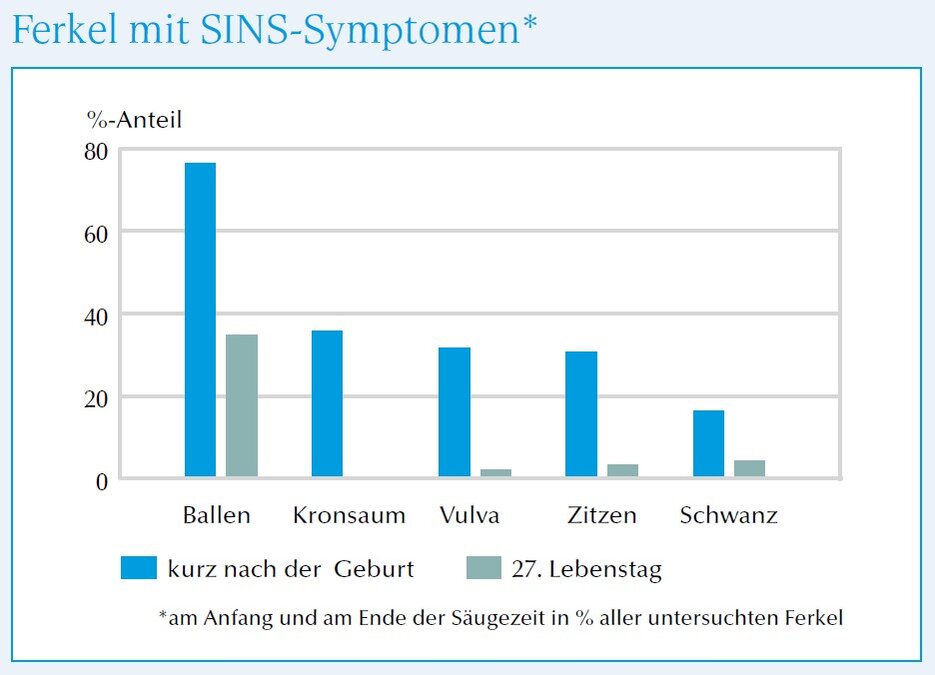 Grafik Ferkel mit SINS Symptomen