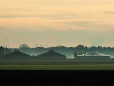 Schweineställe im Nebel