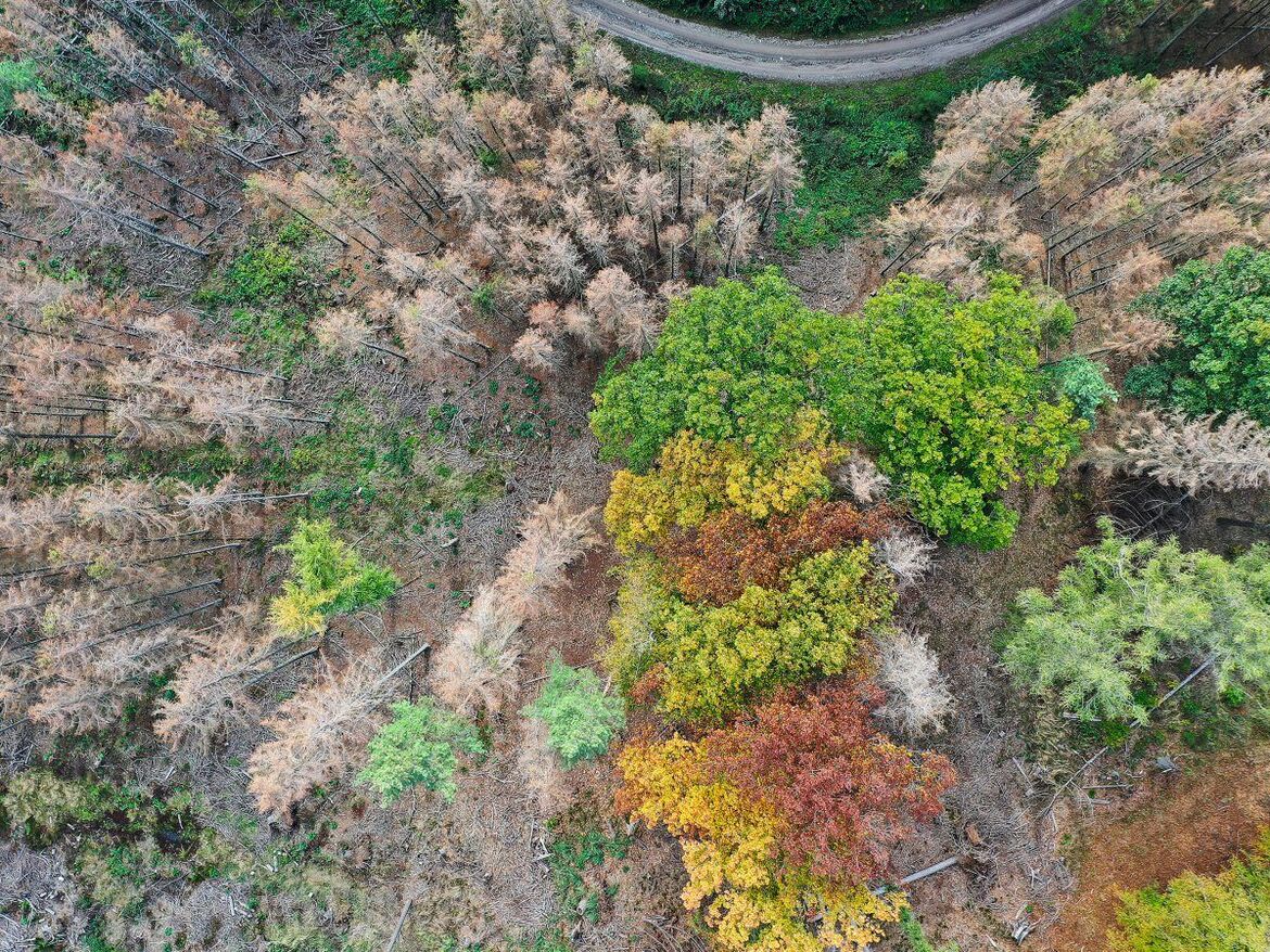 Wirtschaftlichkeit. Auch der Holzweg kann lukrativ sein