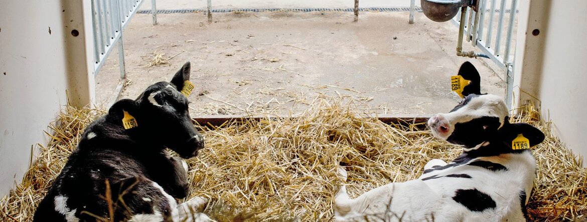 Kälber im gemeinsamen Iglu