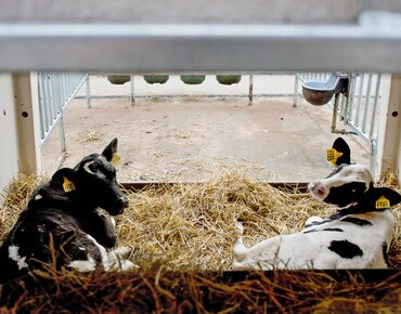 Kälber im gemeinsamen Iglu