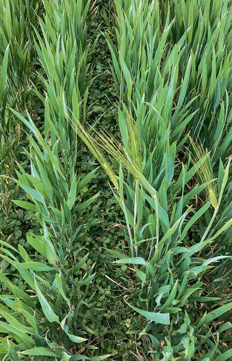 Dauerhafter Lebendmulch