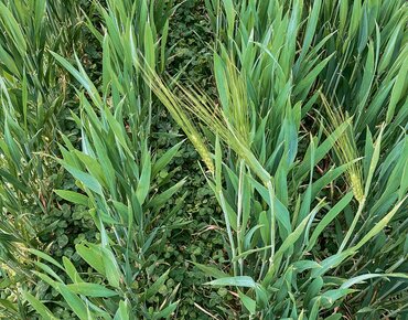 Dauerhafter Lebendmulch