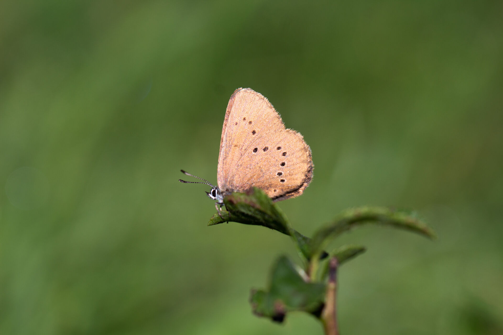 Dunkler Wiesenknopf-Ameisenbläuling 