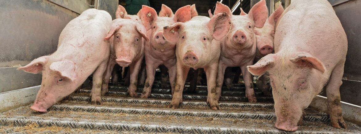 Schweine laufen von der Rampe eines Transporters