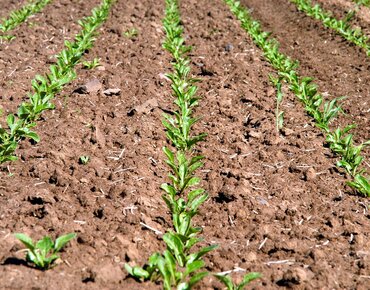 Junge Rübenpflanzen