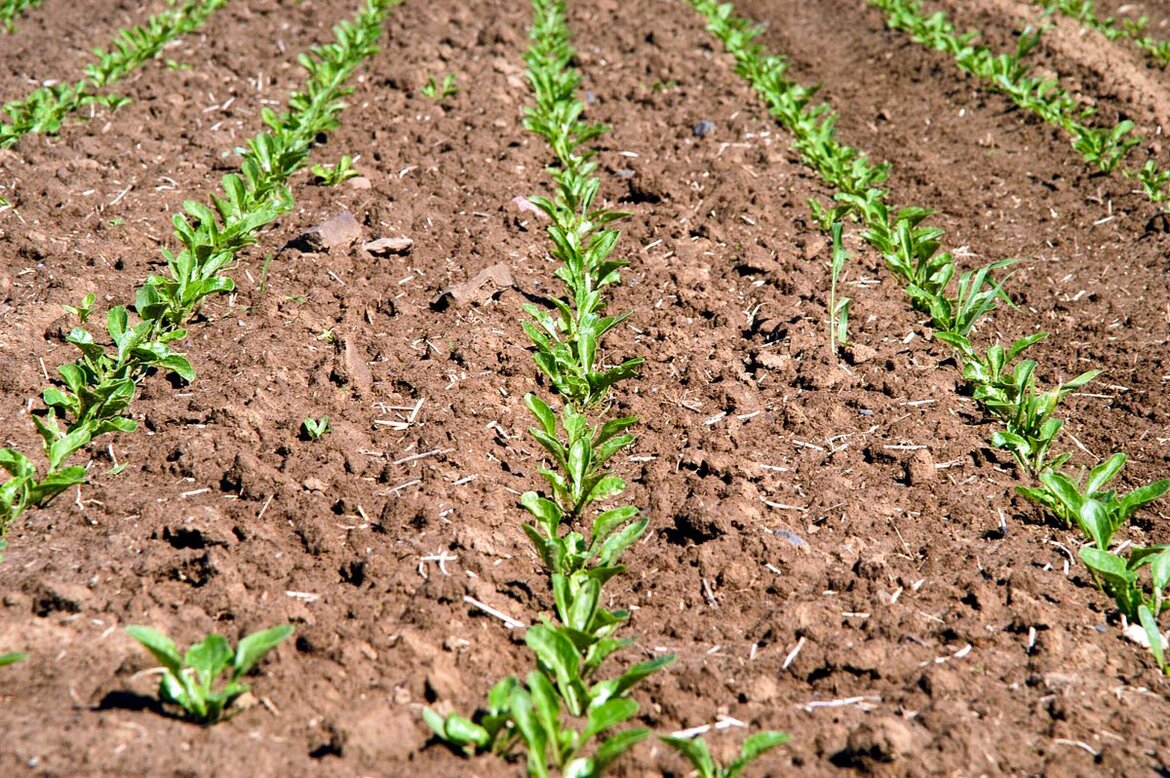 Junge Rübenpflanzen