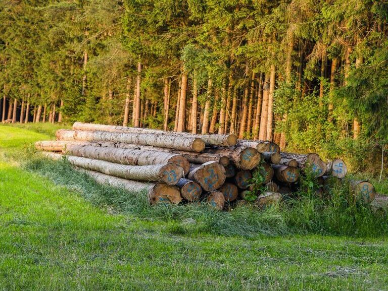 Wald. Holz bleibt ein Zukunftsbrennstoff
