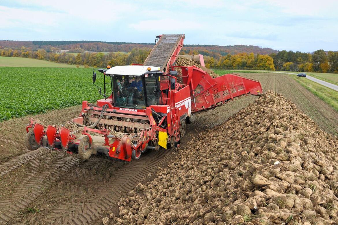 Rübenroder lädt Rüben auf einer Miete am Feldrand ab