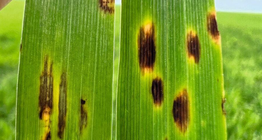 Von Netzflecken und Ramularia befallene Blätter
