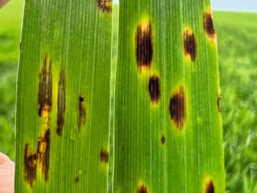 Von Netzflecken und Ramularia befallene Blätter