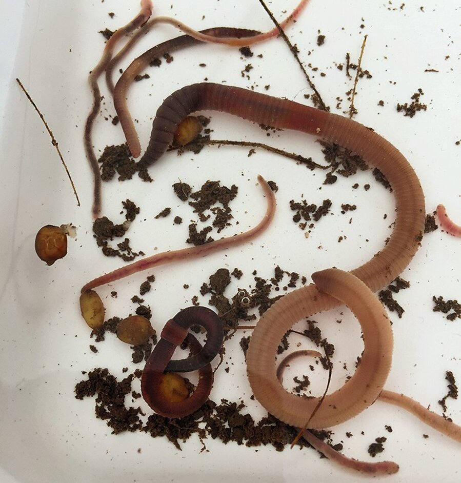 Regenwürmer in einer Kontrollschale