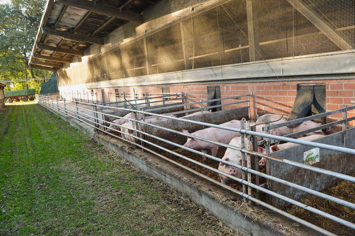 Schweinestall mit Auslauf