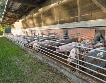 Schweinestall mit Auslauf