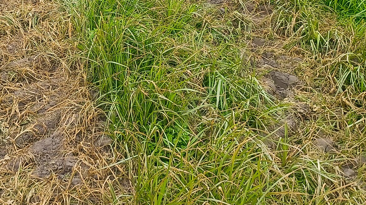 Strombehandlung zur Bekämpfung von Erdmandelgras war nicht vollständig erfolgreich