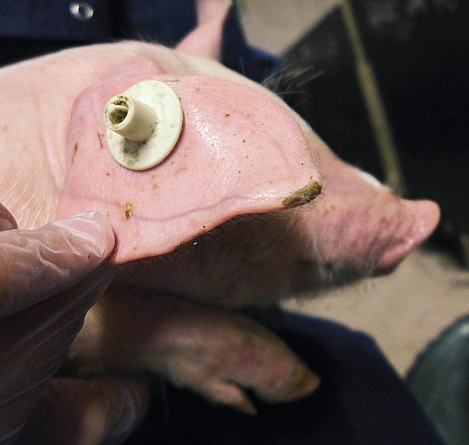 Ferkelohr mit Ohrrandnekrose