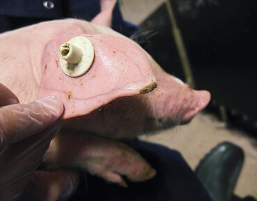 Ferkelohr mit Ohrrandnekrose