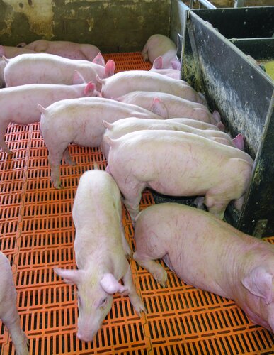 Aufzuchtferkel fressen am Trog
