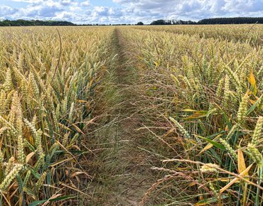 Ungräser in einem Getreidefeld