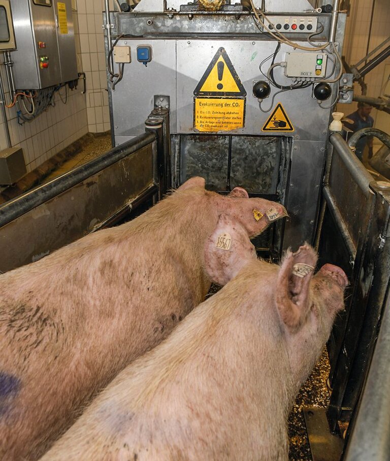 Schweine vor einer Dip-Lift- Betäubungsanlage