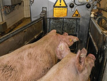 Schweine vor einer Betäubungsanlage
