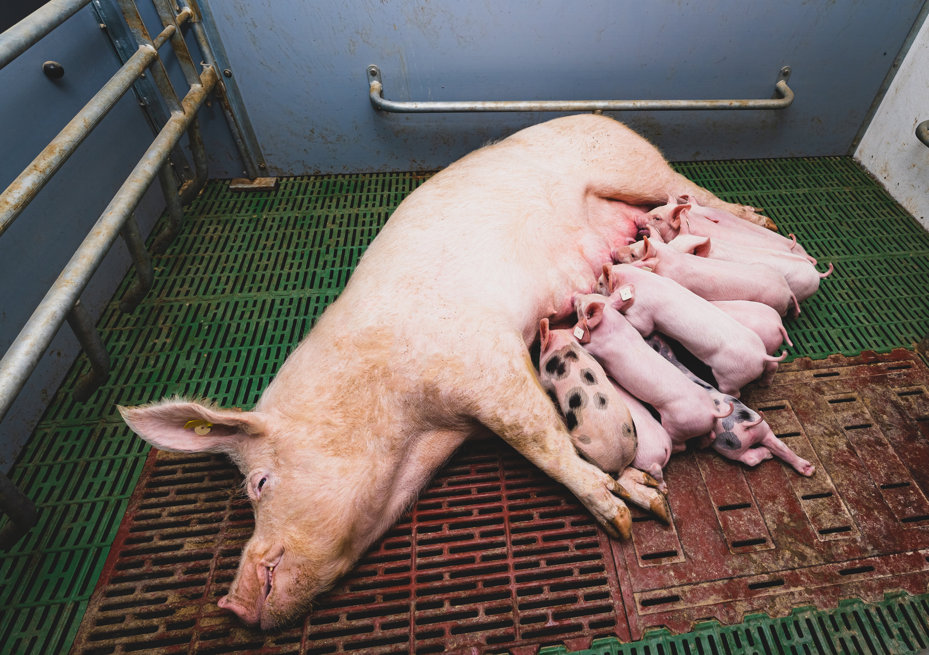 Eine Sau säugt ihre Ferkel in einer Bewegungsbucht