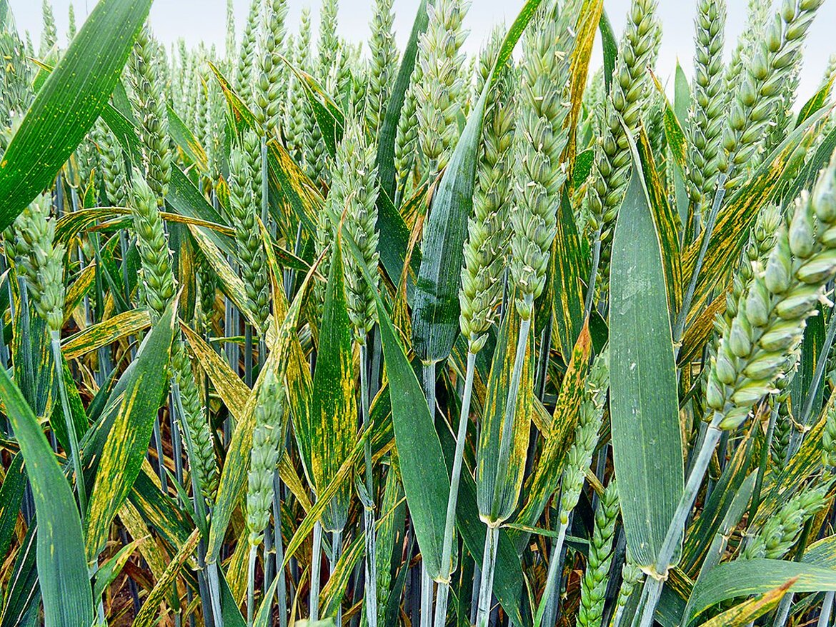 Weizen mit Gelbrost