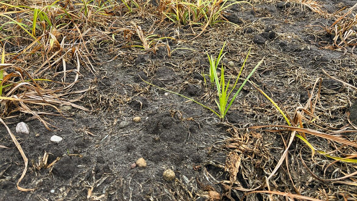 Die Behandlung mit Kyleo zeigt eine gute Wirkung gegen größere Pflanzen Erdmandelgras, aber es kommen neue