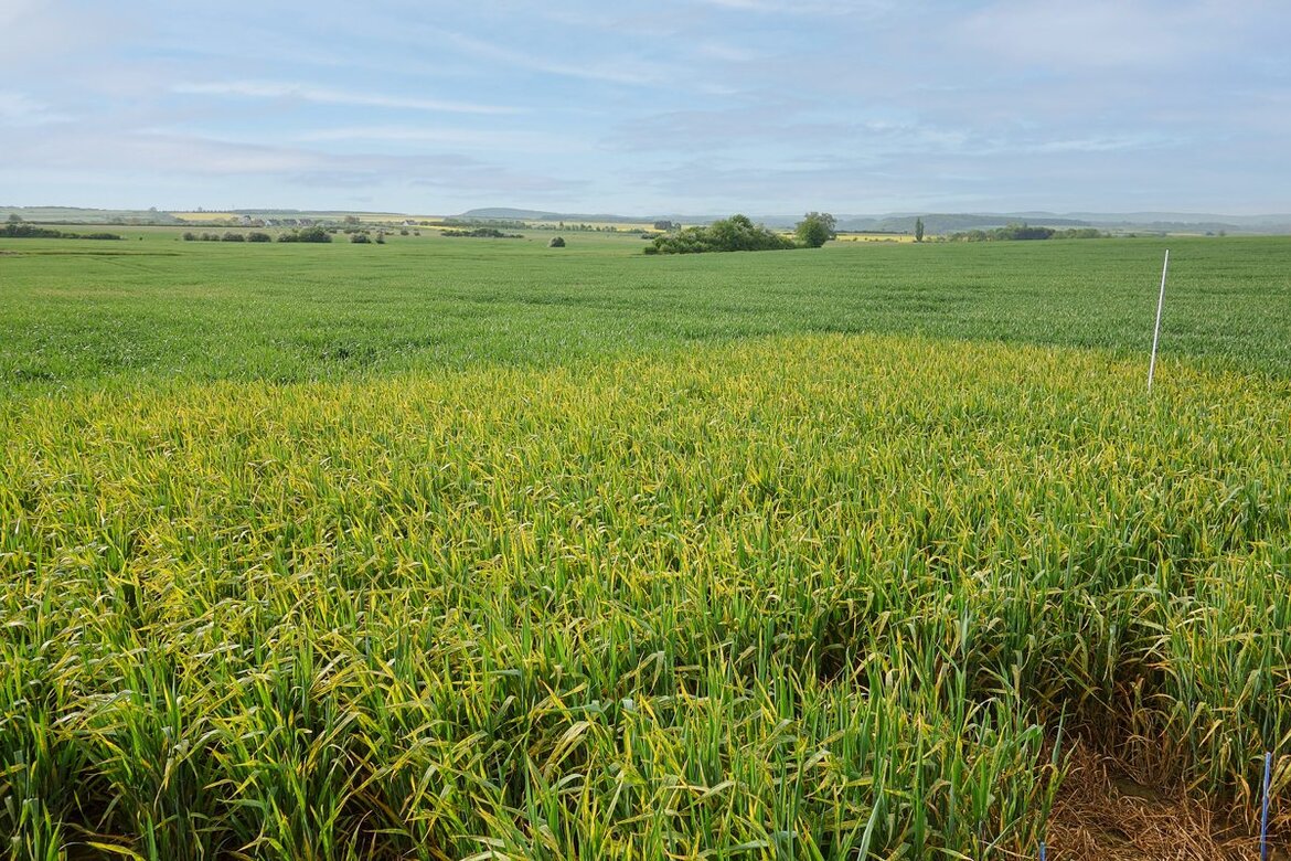 Gelbrost am Winterweizen