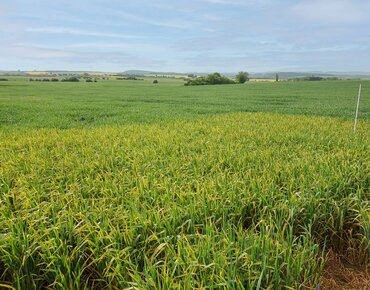 Gelbrost am Winterweizen