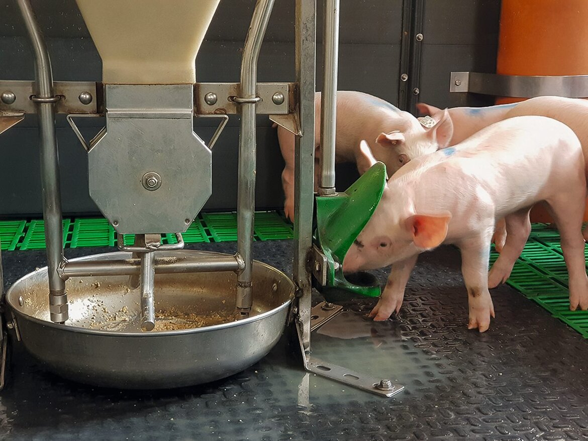 Ferkel an der Tränke