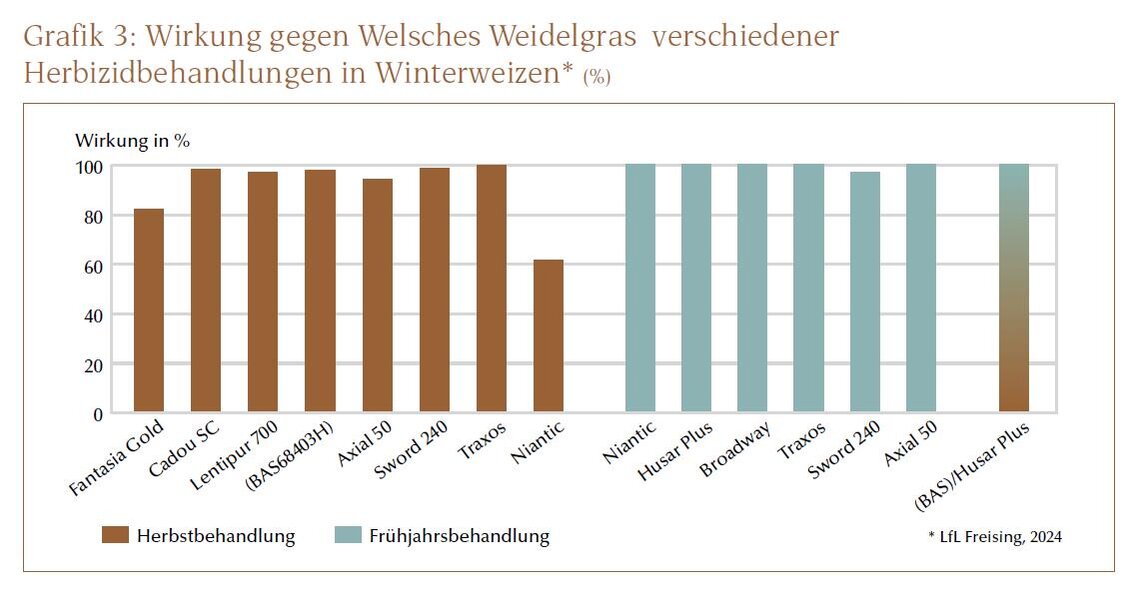 Welsches Weidelgras