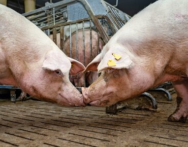 Zwei Schweine stehen Nase an Nase im Stall