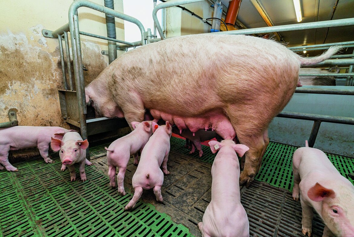 Eine Sau in der Bucht beim Fressen. Um sie herum stehen ihre Ferkel