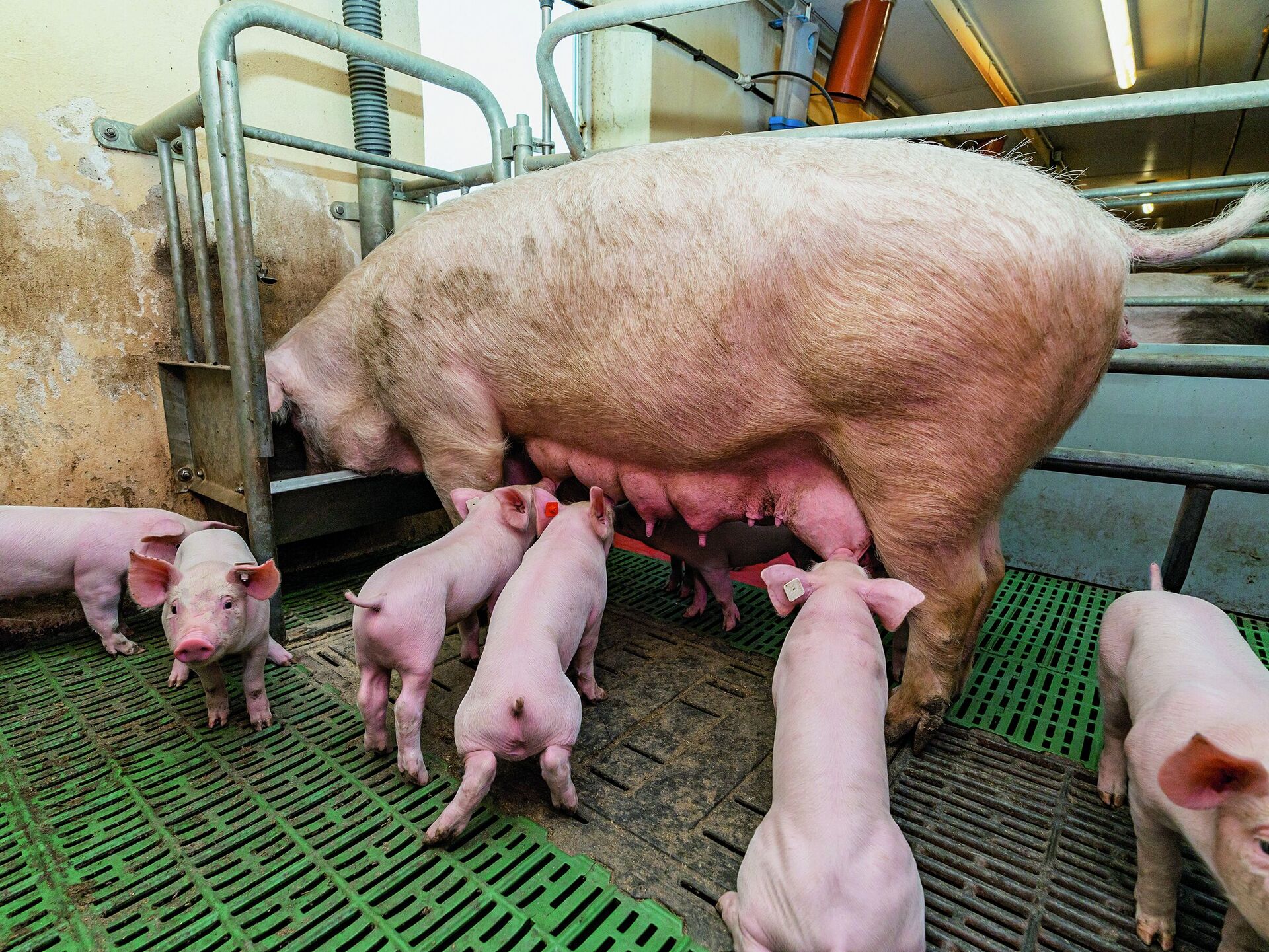 Futteraufnahme. Sau ist nicht gleich Sau