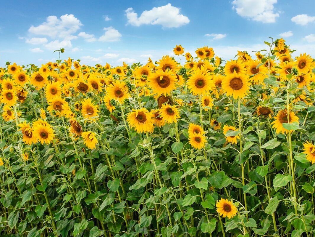 Raps, Sonnenblumen oder Sojabohnen