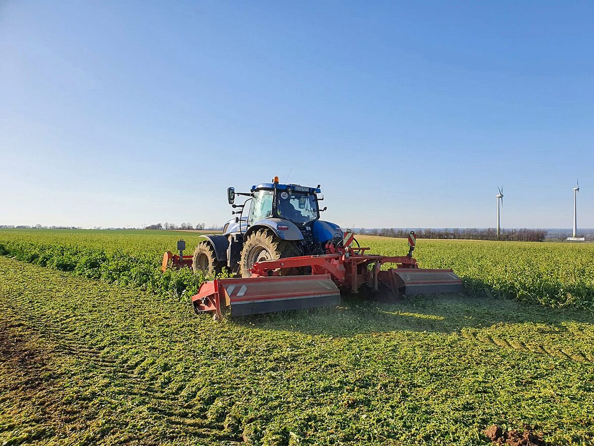 Zerkleinerung von Ölrettich mit dem Mulcher