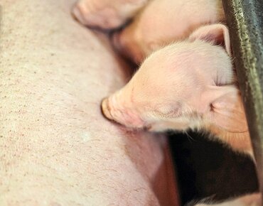 Neugeborene Ferkel säugen