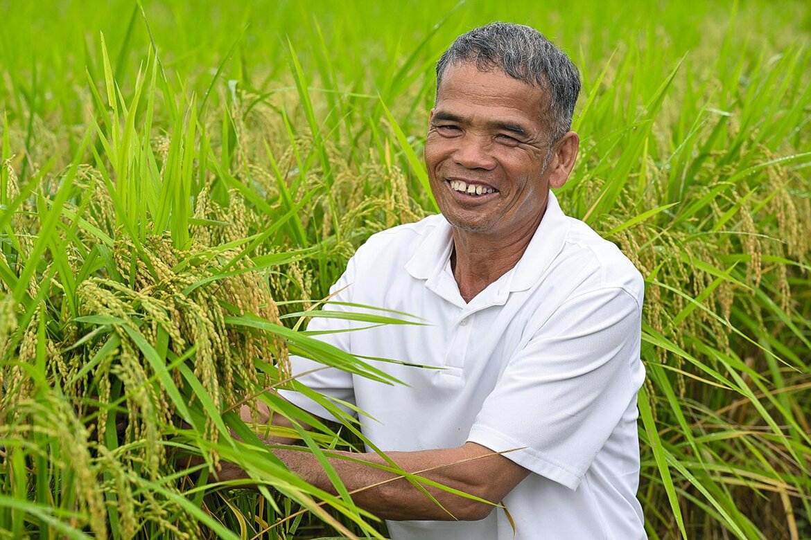 Reisbauer in Thailand
