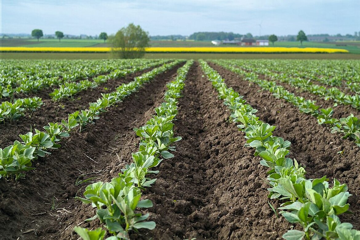 Winterackerbohnen Bestand