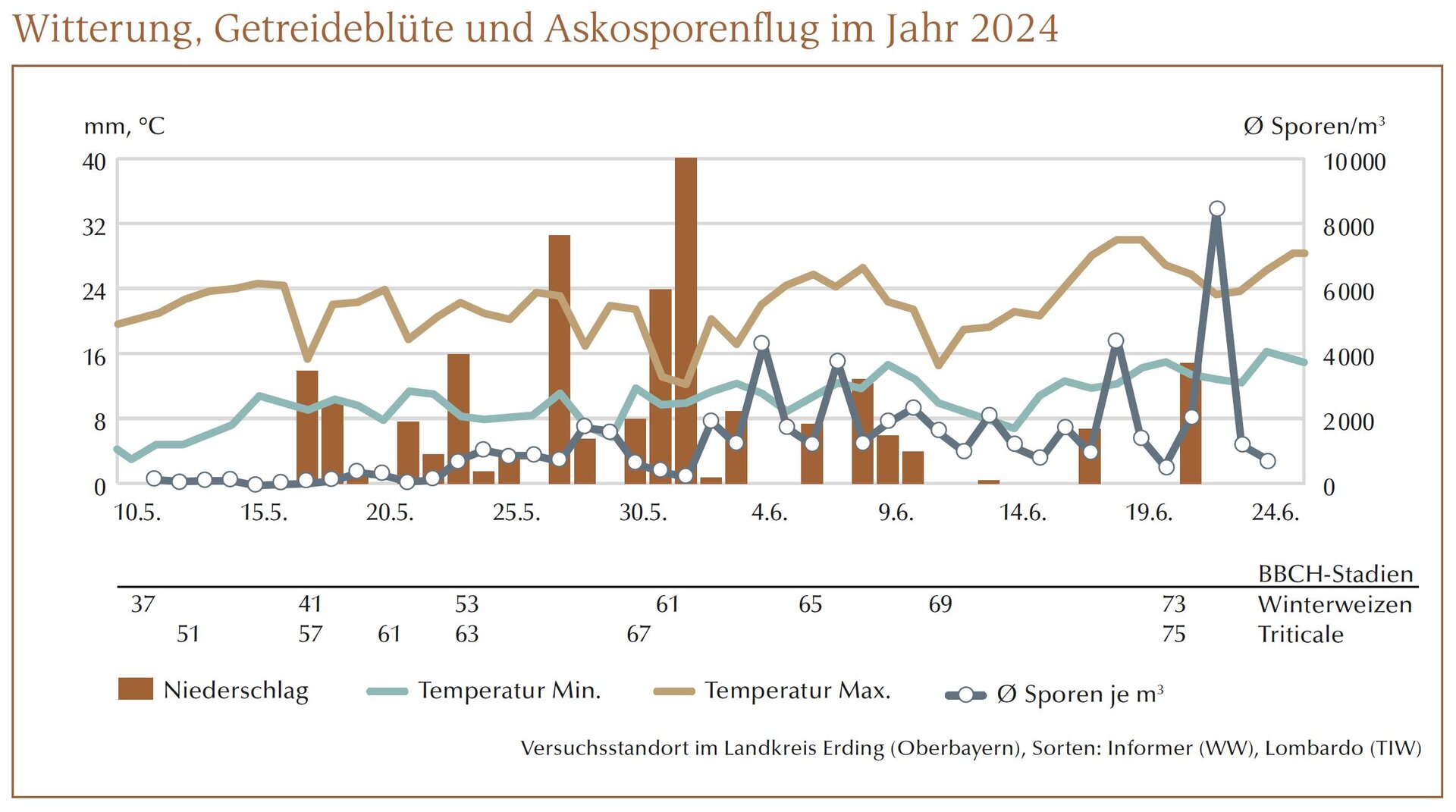 Grafik Witterung, Getreideblüte und Askosporenflug 2024