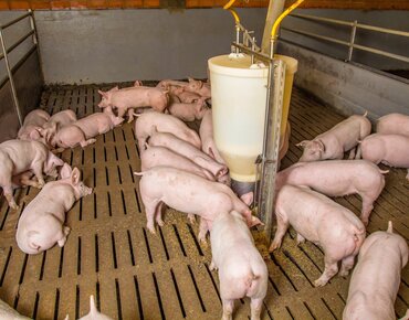 Mastschweine auf Spaltenboden