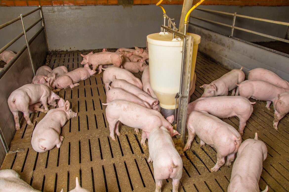 Mastschweine auf Spaltenboden