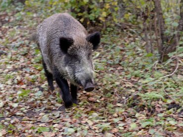 Wildschwein